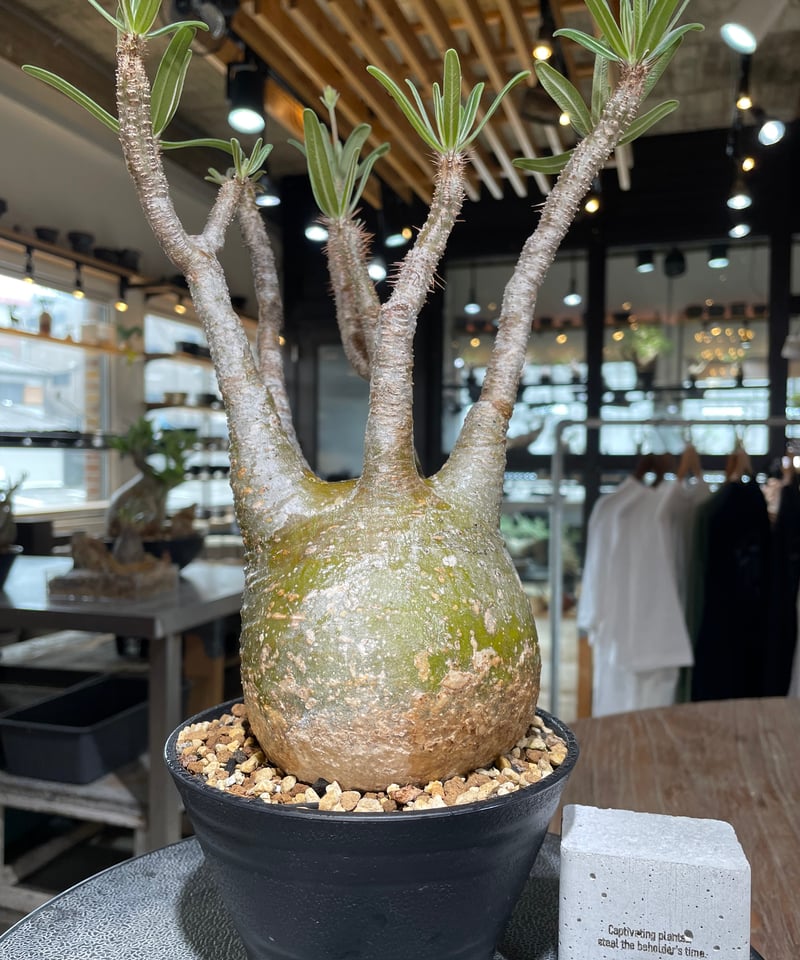 パキポディウム グラキリス Pachypodium gracilius 発根済 (gk-55
