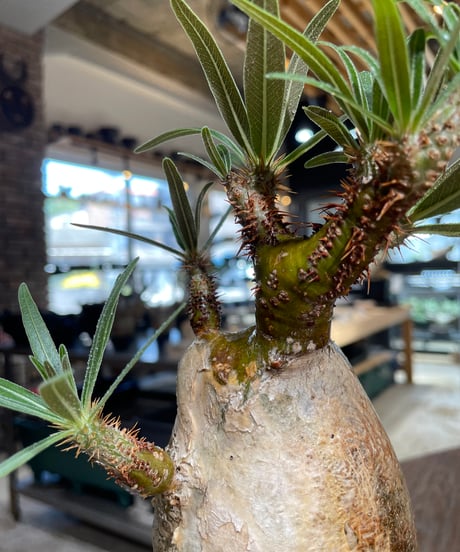パキポディウム グラキリス　Pachypodium gracilius 　発根済　(gk-548)