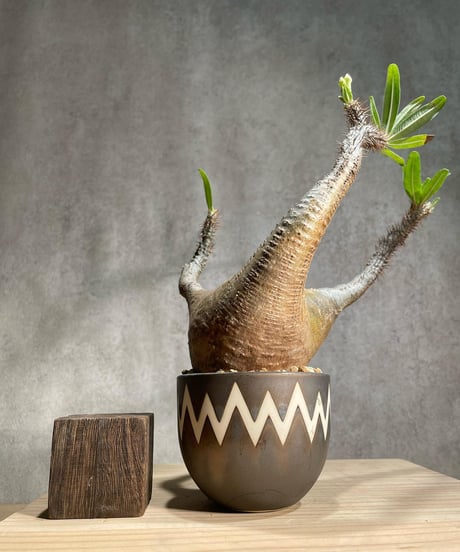 パキポディウム グラキリス　Pachypodium gracilius 　発根済　(商品番号gk-92valiem)  VALIEM 　(VALIEMタグ付き)