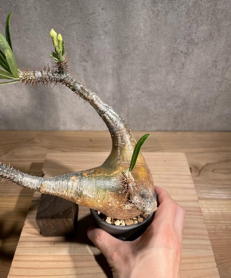 パキポディウム グラキリス　Pachypodium gracilius 　発根済　(商品番号gk-92valiem)  VALIEM 　(VALIEMタグ付き)