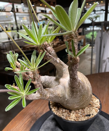パキポディウム グラキリス　Pachypodium gracilius 　発根済　(gk-443）