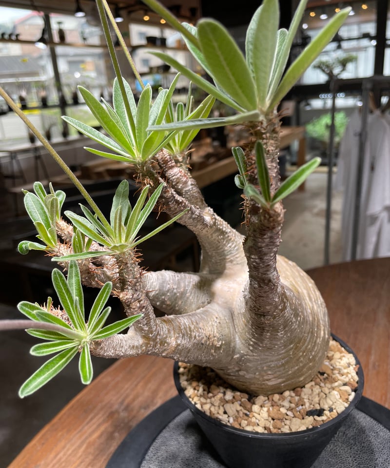 パキポディウム グラキリス Pachypodium gracilius 発根済 (gk-44