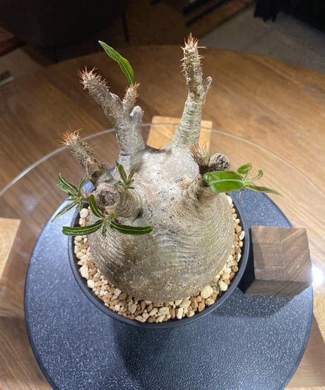 パキポディウム グラキリス　Pachypodium gracilius 　発根済　(商品番号gk-184)