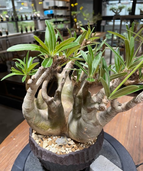 パキポディウム グラキリス　多頭　Pachypodium gracilius 　発根済　(gk-458）鉢 Kuniaki Matsui