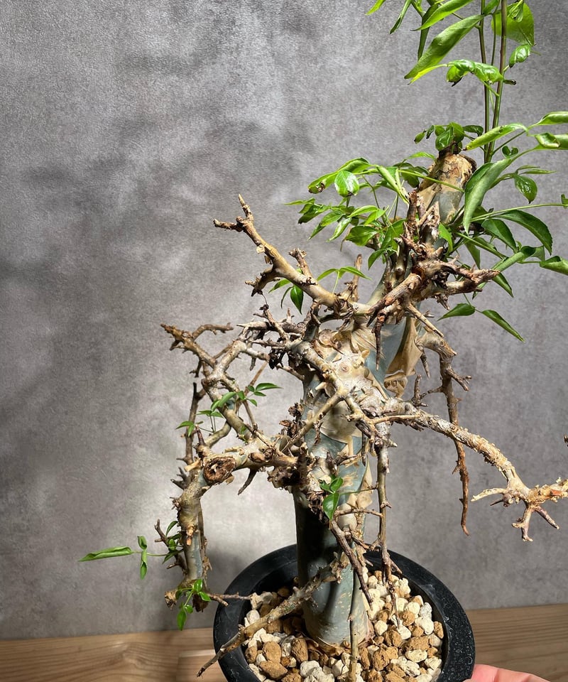 コミフォラエミニー 発根済 (商品番号en-1) | RISE-CAUDEX ONLINE