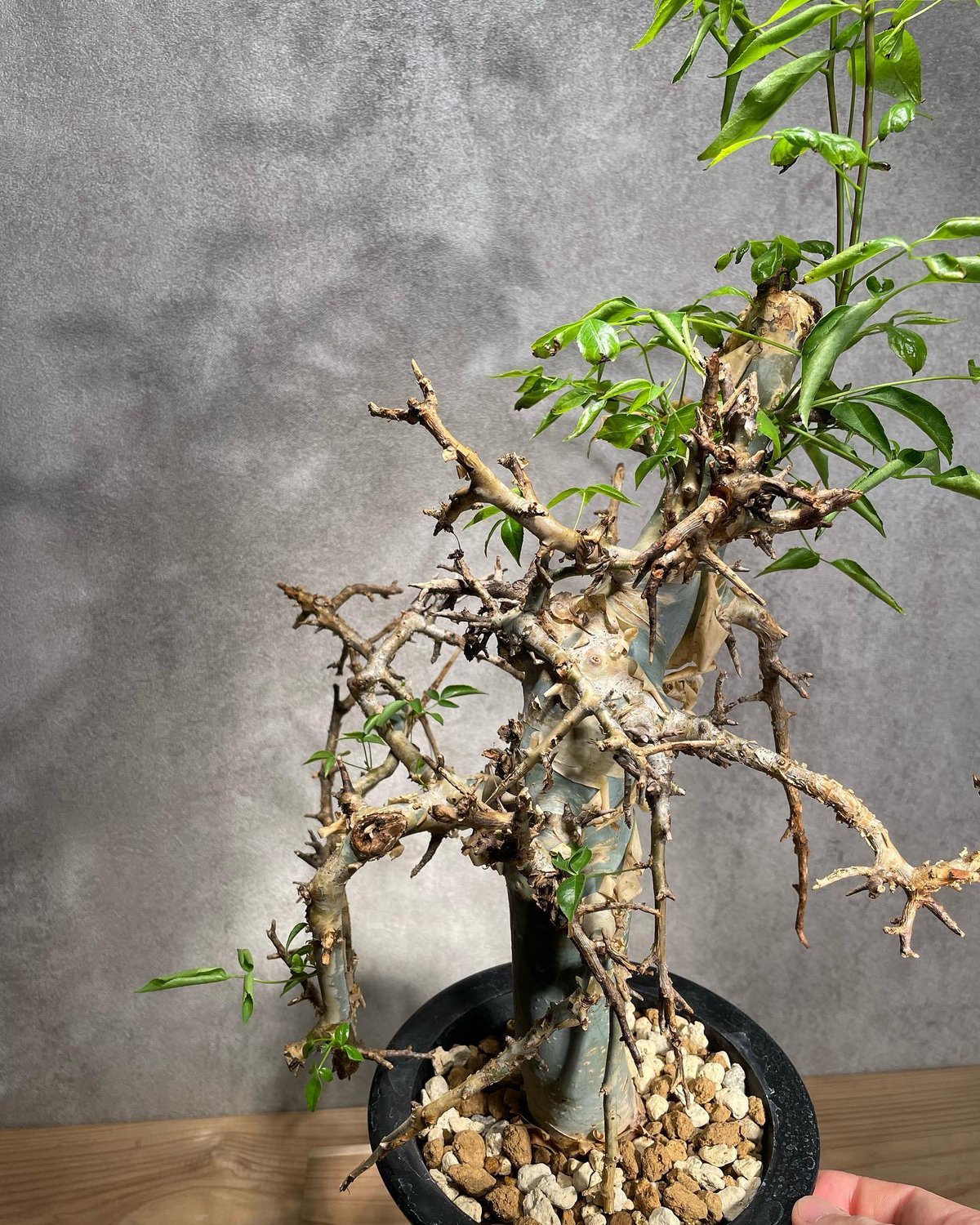 fit=scale-down,w=1200