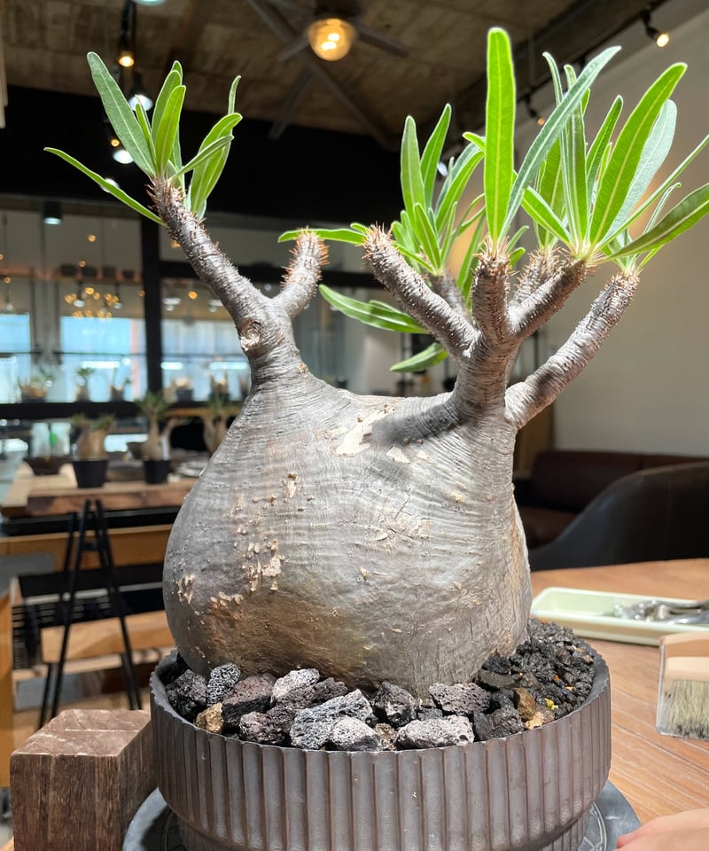 パキポディウム グラキリス Pachypodium gracilius 発根済 (gk-41 パキポディウム グラキリス Pachypodium gracilius 発根済 (gk-41
