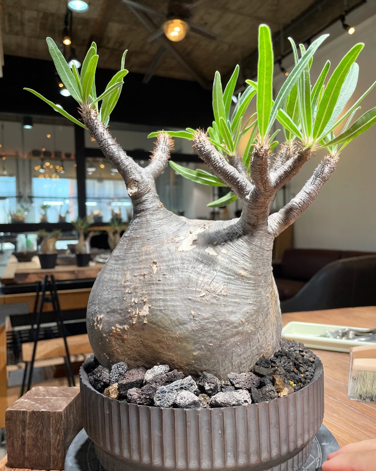 パキポディウム グラキリス Pachypodium gracilius ⑤ パキポディウム グラキリス Pachypodium gracilius 発根済 (gk-41