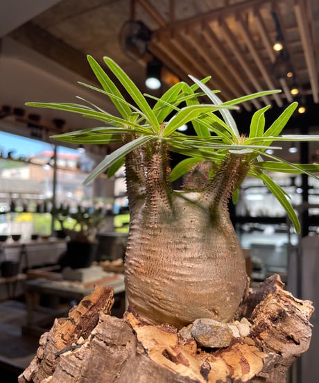 パキポディウム グラキリス　Pachypodium gracilius 　発根済　(gk-499）