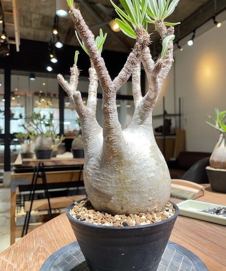 パキポディウム グラキリス　Pachypodium gracilius 　発根済　(gk-374)