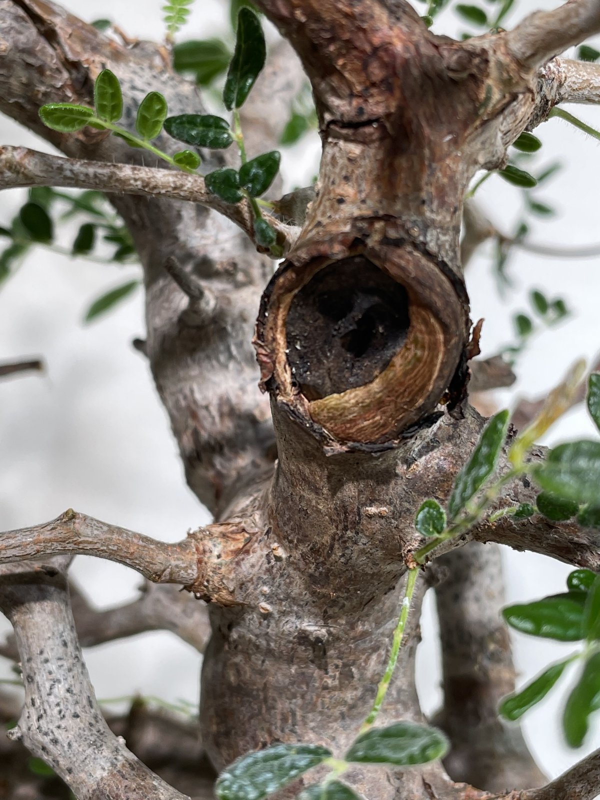 コミフォラ モンストローサ /Commiphora monstrosa 発根済 (幹幅 コミフォラ モンストローサ /Commiphora monstrosa 発根済 (幹幅