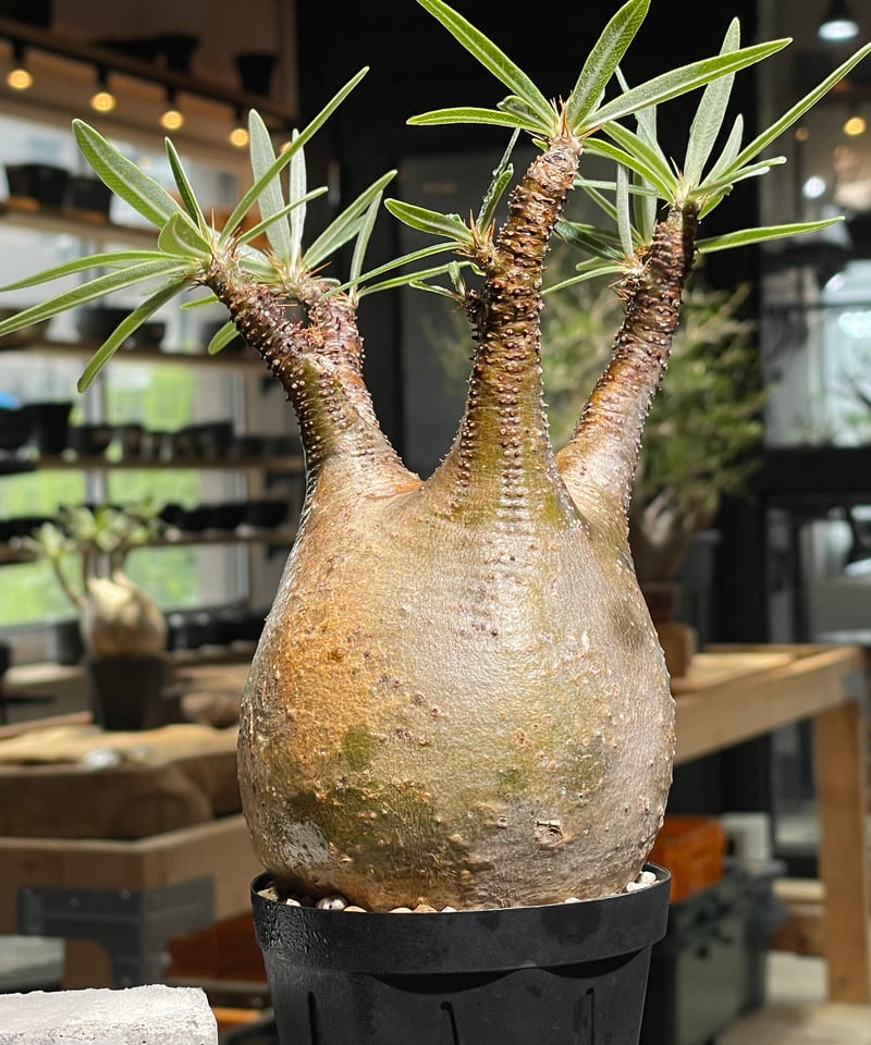 パキポディウム グラキリス Pachypodium gracilius 発根済 (gk-52