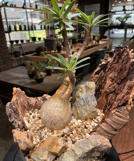 パキポディウム グラキリス　Pachypodium gracilius 　発根済　(gk-480)