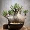 パキポディウム グラキリス　Pachypodium gracilius 　発根済　(商品番号gk-66)