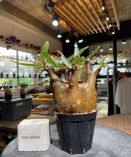 サマーセール グラキリス ベアルート 特大サイズ_3 KANIK