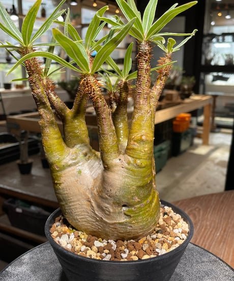パキポディウム グラキリス　Pachypodium gracilius 　発根済　(gk-473)