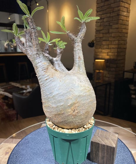 パキポディウム グラキリス　Pachypodium gracilius 　発根済　(商品番号gk-153)