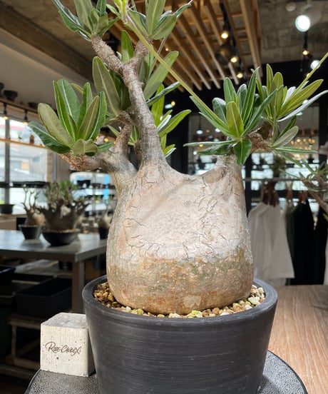 CATEGORY Pachypodium gracilius(パキポディウム グラキリス) |