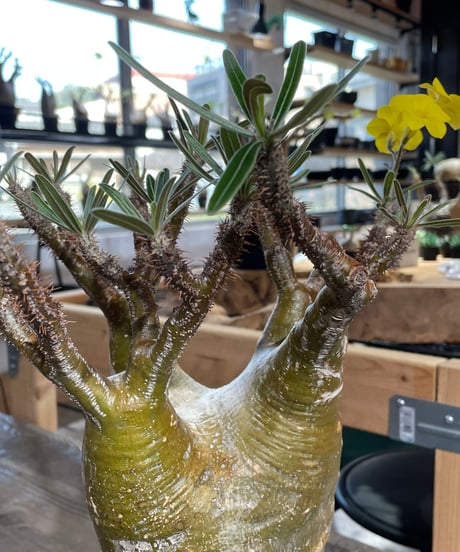 パキポディウム グラキリス　Pachypodium gracilius 　発根済　(gk-426)