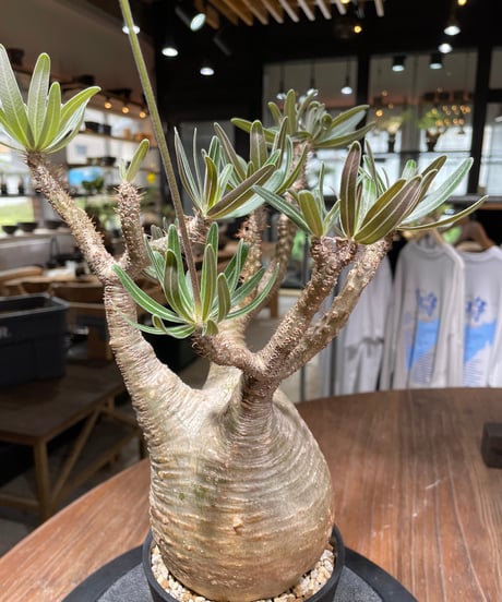パキポディウム グラキリス　Pachypodium gracilius 　発根済　(gk-438）