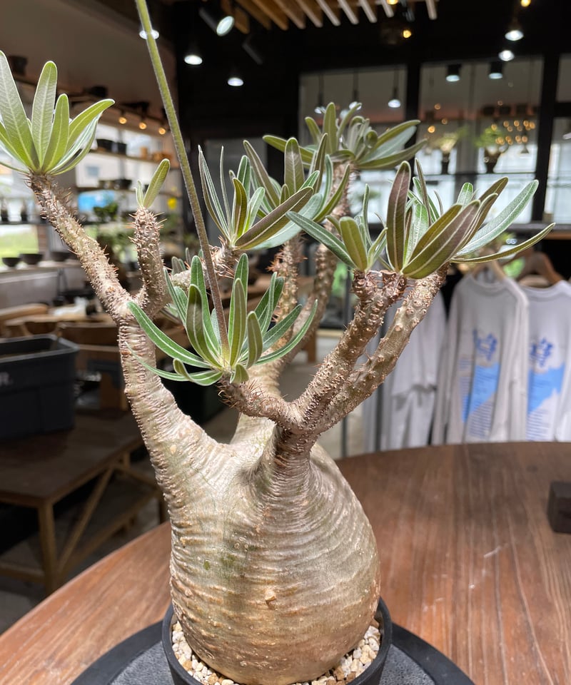 MOCMOC グラキリス パキポディウム グラキリス Pachypodium gracilius