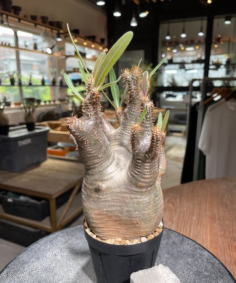 パキポディウム グラキリス　Pachypodium gracilius 　発根済　(gk-529)