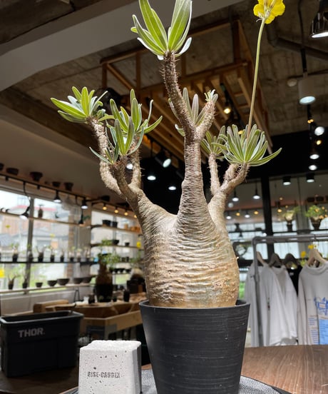 パキポディウム グラキリス　Pachypodium gracilius 　発根済　(gk-438）