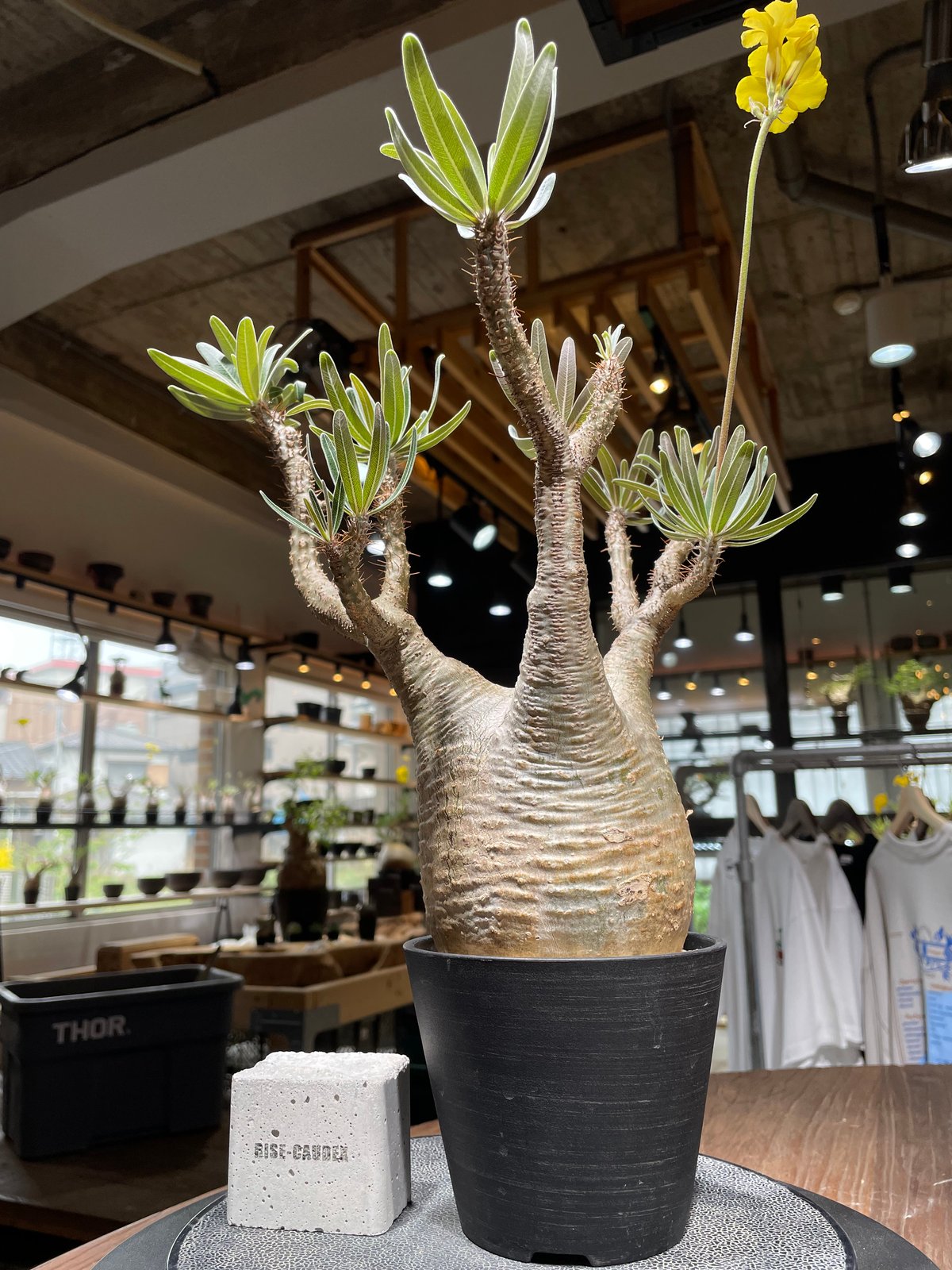 【発根済】 Pachypodium Gracilius グラキリス fit=scale-down,w=1200