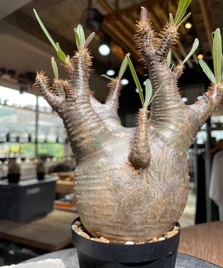 パキポディウム グラキリス　Pachypodium gracilius 　発根済　(gk-529)