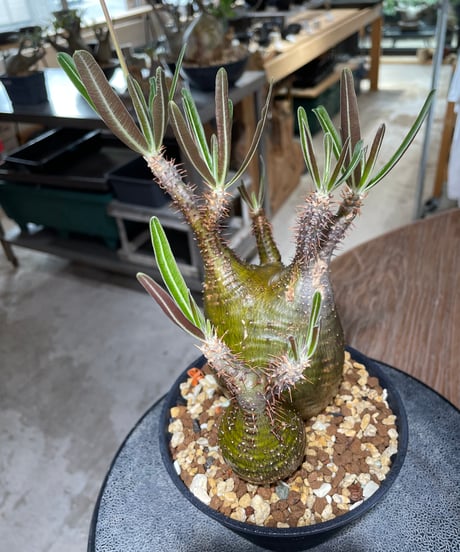 パキポディウム グラキリス　2頭　Pachypodium gracilius 　発根済　(gk-551)