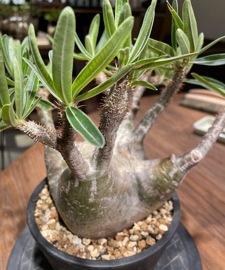 パキポディウム グラキリス　Pachypodium gracilius 　発根済　(gk-365)