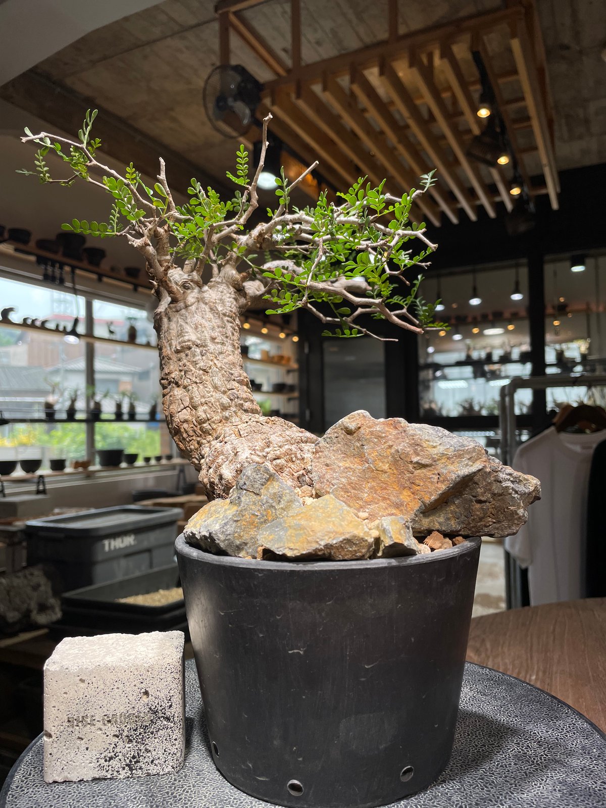 オペルクリカリア パキプス／Operculicarya pachypus 発根済 (商品番号P