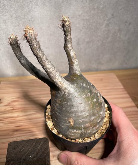パキポディウム グラキリス　Pachypodium gracilius 　発根済　(商品番号gk-36)