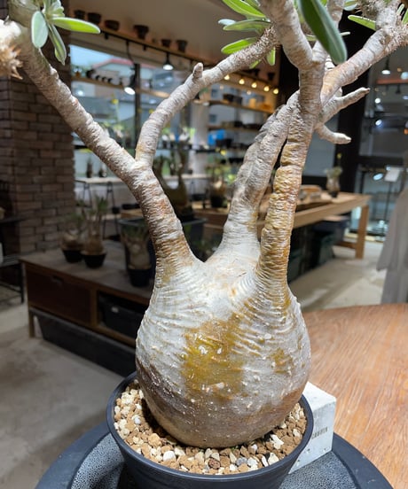パキポディウム グラキリス　Pachypodium gracilius 　発根済　(gk-455）