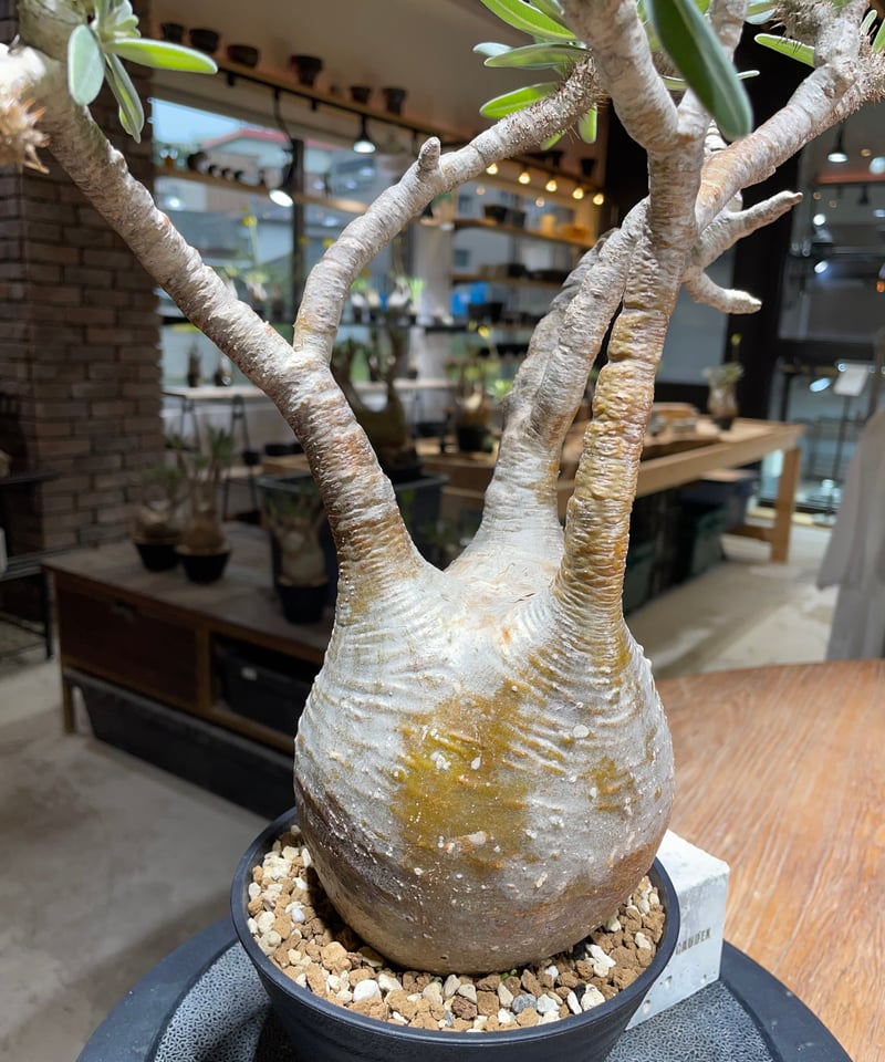 パキポディウム グラキリス Pachypodium gracilius 発根済 (gk-45