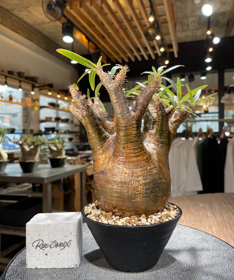 パキポディウム グラキリス Pachypodium gracilius 発根済 (gk-56