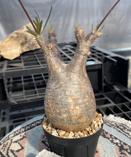 パキポディウム グラキリス　Pachypodium gracilius 　発根済　(gk-423)