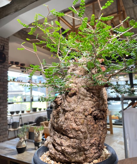 オペルクリカリア パキプス／Operculicarya pachypus　発根済　(商品番号PP-109)　(塊根幅約14㎝)