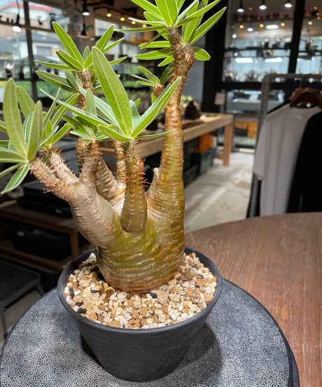 パキポディウム グラキリス　Pachypodium gracilius 　発根済　(gk-436)