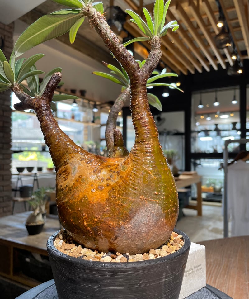 ザ*）様 パキポディウム グラキリス 発根済pachypodhium Graci パキポディウム グラキリス Pachypodium gracilius 発根済 (gk-51