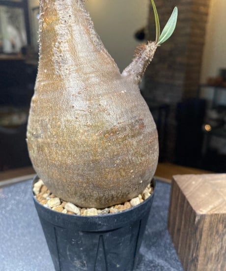 パキポディウム グラキリス　Pachypodium gracilius 　発根済　(商品番号gk-178)