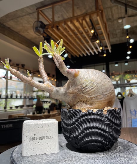 パキポディウム グラキリス　Pachypodium gracilius 　発根済　(gk-437)dip鉢