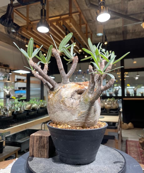 パキポディウム グラキリス　Pachypodium gracilius 　発根済　(gk-247)