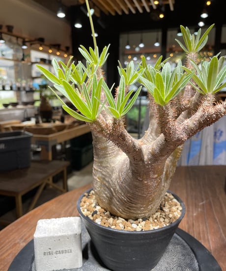 パキポディウム グラキリス　Pachypodium gracilius 　発根済　(gk-442）