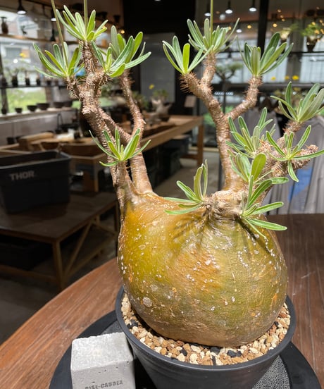パキポディウム グラキリス　Pachypodium gracilius 　発根済　(gk-448）