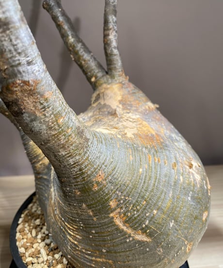 パキポディウム グラキリス　Pachypodium gracilius 　発根済　(商品番号gk-116)