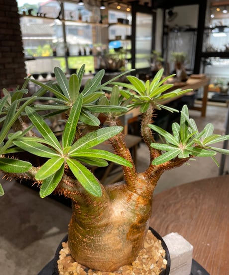 パキポディウム グラキリス　Pachypodium gracilius 　発根済　(gk-388)