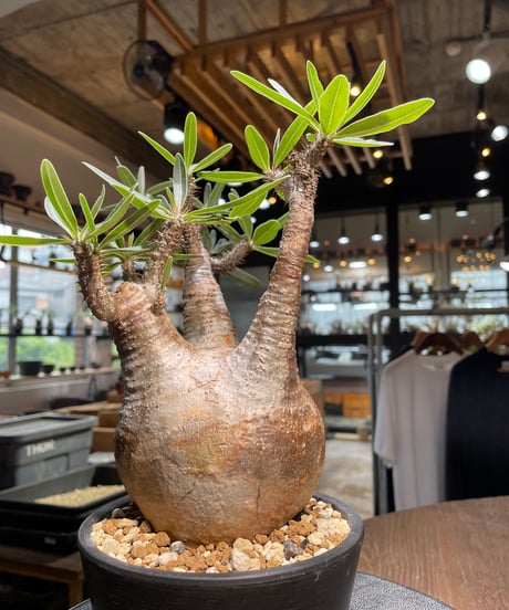 パキポディウム グラキリス　Pachypodium gracilius 　発根済　(gk-520）