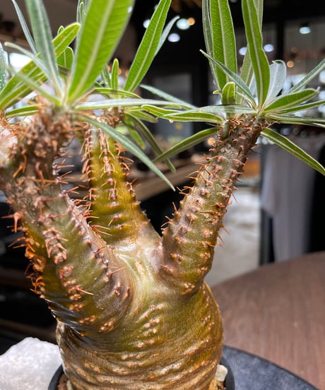 パキポディウム グラキリス　Pachypodium gracilius 　発根済　(gk-521）