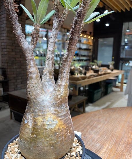パキポディウム グラキリス　Pachypodium gracilius 　発根済　(gk-453）